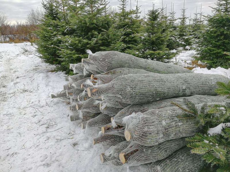 Zabalené čerstvě řezané jedle z plantáže na Vysočině